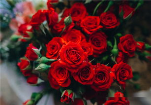  26朵玫瑰花语是什么意思，26朵玫瑰的花语是青春美丽，适合送给年轻漂亮的女孩子。--第1张