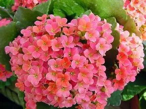  一年四季都开的花，四季常开的花有，四季海棠、太阳花、薰衣草、金盏花、长春花、马鞭草、蓝雪花、波斯菊、三色堇等。--第1张