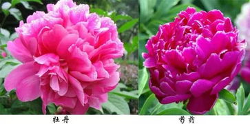  芍药与牡丹的区别--第1张