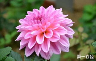 花都鲜花批发市场，鲜花的海洋，生活的色彩，花都鲜花批发市场，鲜花的海洋，生活的色彩之旅--第1张
