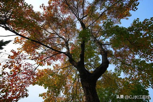  乌柏和乌桕图片，自然之美的独特展现--第1张