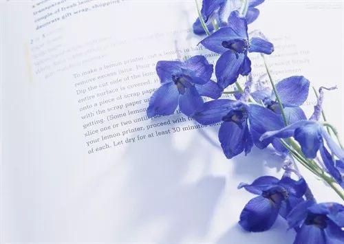  花语是杀戮的花——探寻背后的寓意与思考--第1张