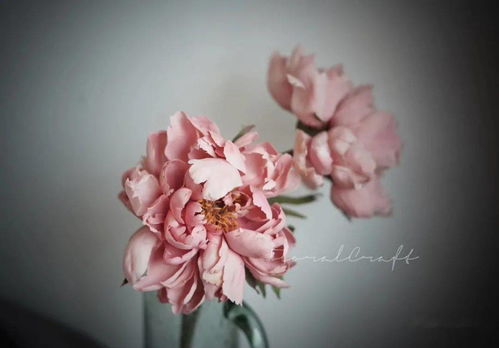  悼念死者的鲜花，生命之花的永恒纪念，悼念逝去生命的永恒之花--第1张