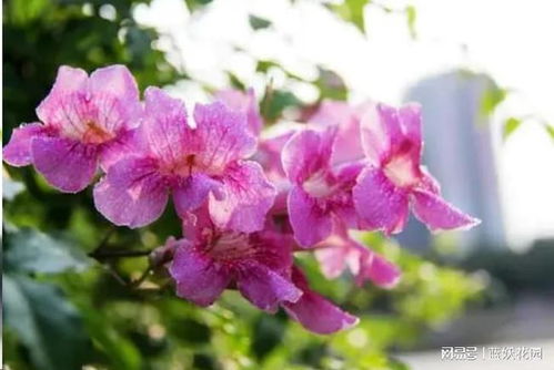  粉色凌霄花太可怕了，粉色凌霄花的惊人之处--第1张