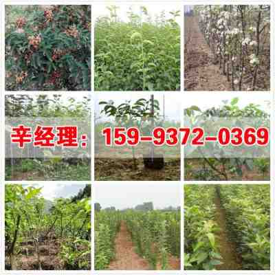  附近的苗圃基地在哪里？探寻最佳的苗木采购地点--第1张