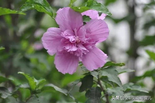  木槿花唯美花语，绽放生命之绚烂，木槿花的花语，绽放生命之绚烂，唯美花语诠释人生之美。--第1张