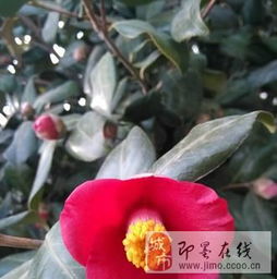  20种冬天开的花，20种冬天开的花，冬季花园中的美丽之花--第1张