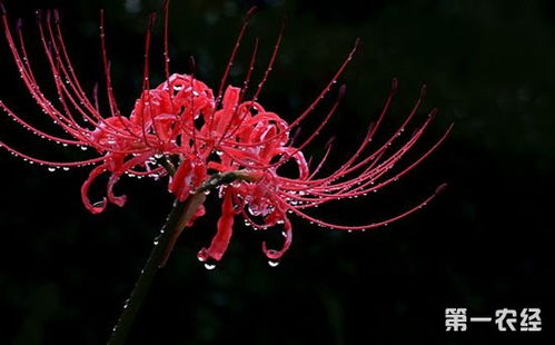  彼岸花的真正花语，彼岸花的真正寓意是生死之恋、离别之痛、悲伤回忆等。--第1张