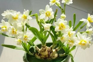  花语和寓意大全，花语和寓意大全，玫瑰花的花语和寓意--第1张