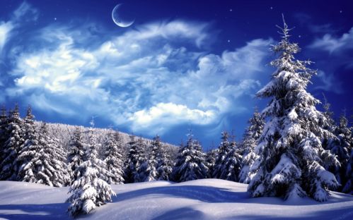  雪松图片，永恒的冬日守护者--第1张