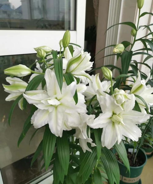  百合花的特点及简单描述--第1张