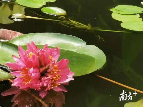  惊艳世界之花——三蒂莲图片，惊艳世界之花——三蒂莲，莲中之王的美妙奇观--第1张