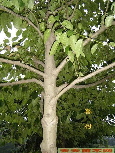  喜树--第1张