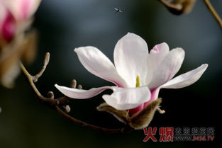  玉兰花什么季节开--第1张