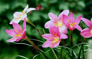  25种常见花花语大全--第1张