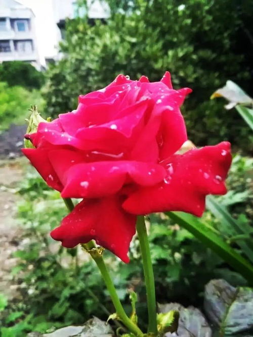  花的图片大全，最美玫瑰的惊艳之美，最美玫瑰的惊艳之美，花的图片大全--第1张