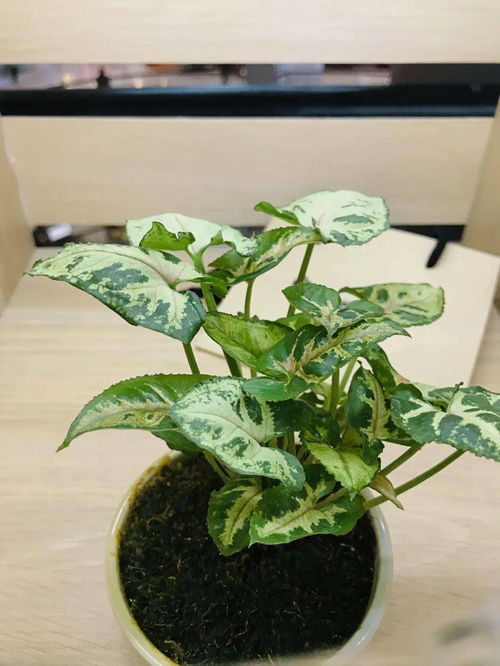 10种常见植物--第1张