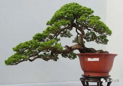  小叶榕盆景的艺术魅力--第1张