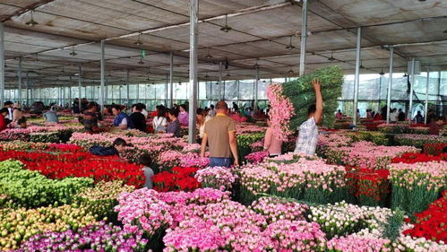  周边花卉市场批发市场--第1张