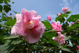  成都市花——娇艳美丽的芙蓉花--第1张