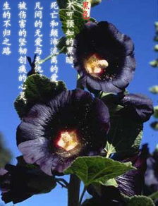  黑色彼岸花存在的奥秘--第1张