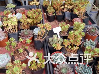  重庆有名的花店--第1张