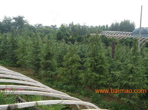  597苗木网最新求购信息，雪松，引领园林景观新潮流--第1张