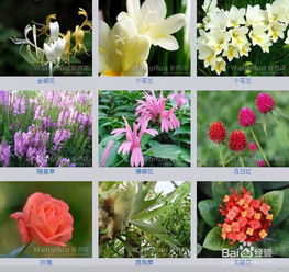  花的种类名字--第1张