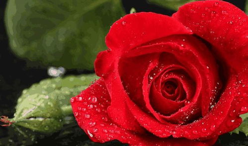  19支玫瑰花，爱的独特诠释，19支玫瑰花，爱的独特诠释的情感表达--第1张