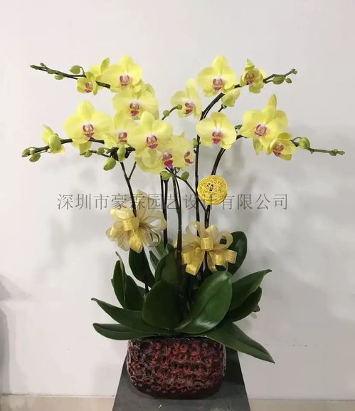  蝴蝶兰价格--第1张