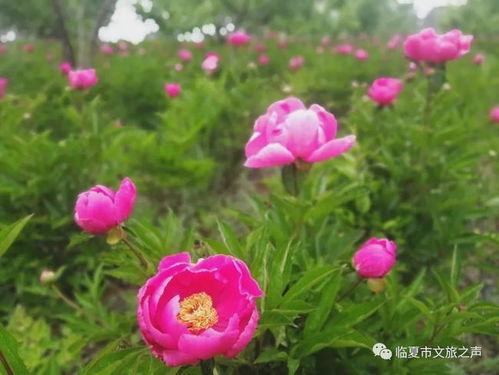  芍药一年开几次花--第1张