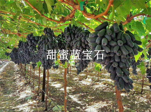 离我最近果树苗木基地——绿色家园的守护者--第1张