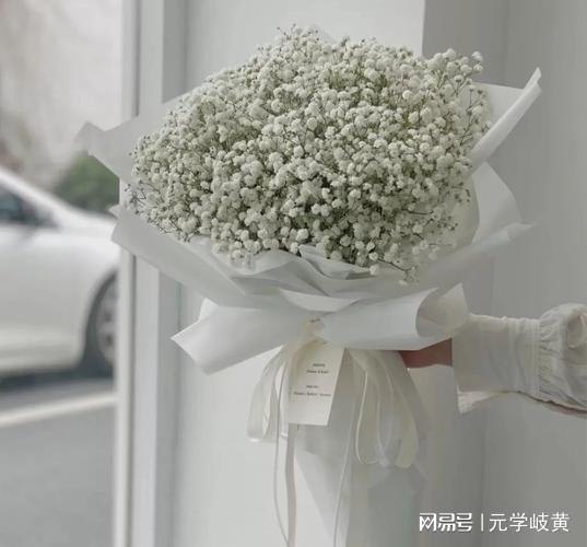  满天星的花语和象征意义--第1张