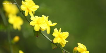  迎春花的色彩之舞，迎春花的色彩之舞，生命的绚丽绽放--第1张