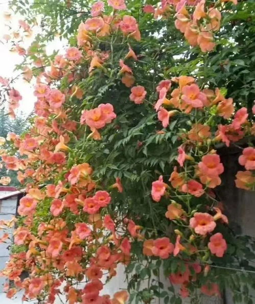  院子里种凌霄花吉利吗--第1张