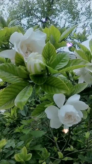  瑞香花语——永恒的爱与守护--第1张