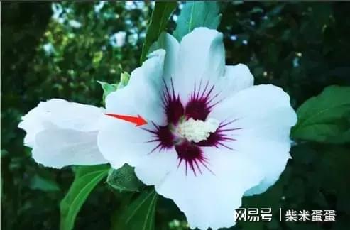  扶桑花和木槿花的区别--第1张