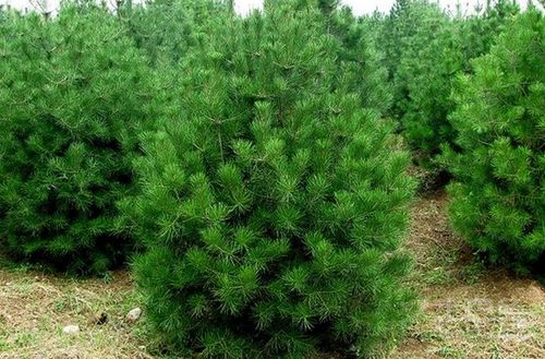  597苗木网最新求购信息，白皮松抢购指南--第1张