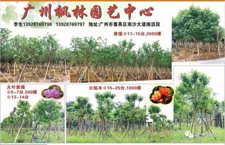  今日苗木求购最新信息597，今日苗木求购最新信息，597条求购需求--第1张