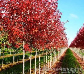  美国红枫是乔木还是灌木--第1张