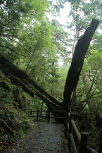  池杉树图片，自然之美与生命的奇迹，池杉树之美，生命的奇迹与自然的画卷--第1张