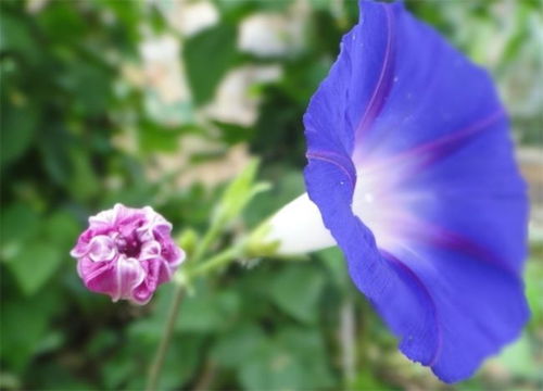  喇叭花，花语与寓意的美丽诠释--第1张