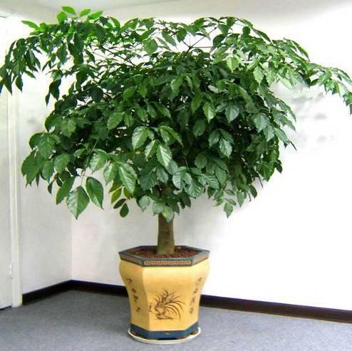  结香树能种在家里吗--第1张