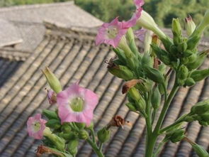  十二月开的花都有哪些花？，十二月开的花有，腊梅花、一品红、仙客来、风信子等。--第1张