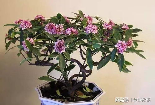  瑞香的养殖方法和注意事项--第1张