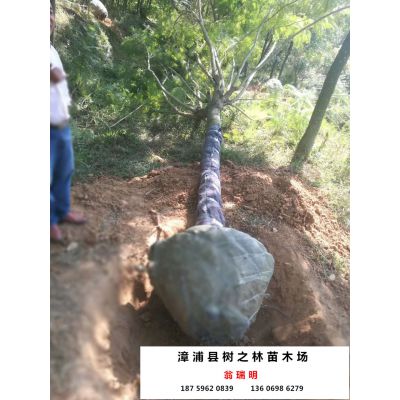  蓝花楹的树木价格--第1张