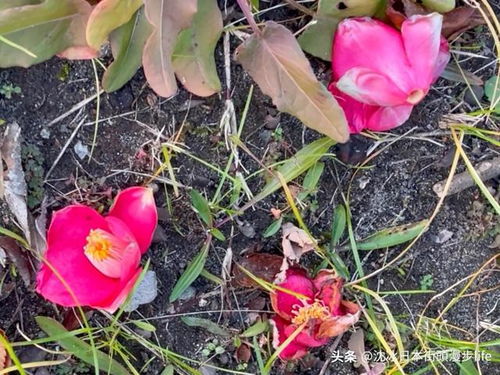  山茶花象征哪一类人，山茶花象征纯洁无瑕的待恋者。--第1张