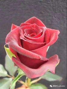  玫瑰花的品种大观，玫瑰花的品种与特点，不同品种的美丽与特性--第1张