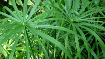  旱伞草的养护技巧，打造优雅家居绿植，旱伞草的养护技巧，打造优雅家居绿植环境--第1张