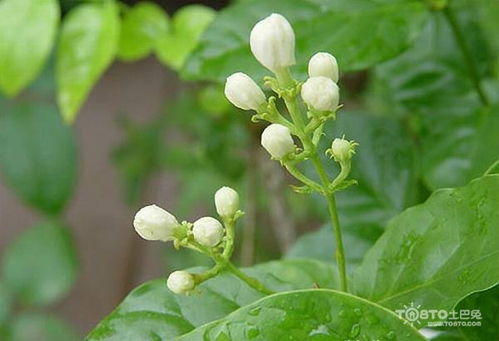  茉莉花图片真实照片，展现自然之美，茉莉花自然之美，真实图片展现的美丽景色--第1张